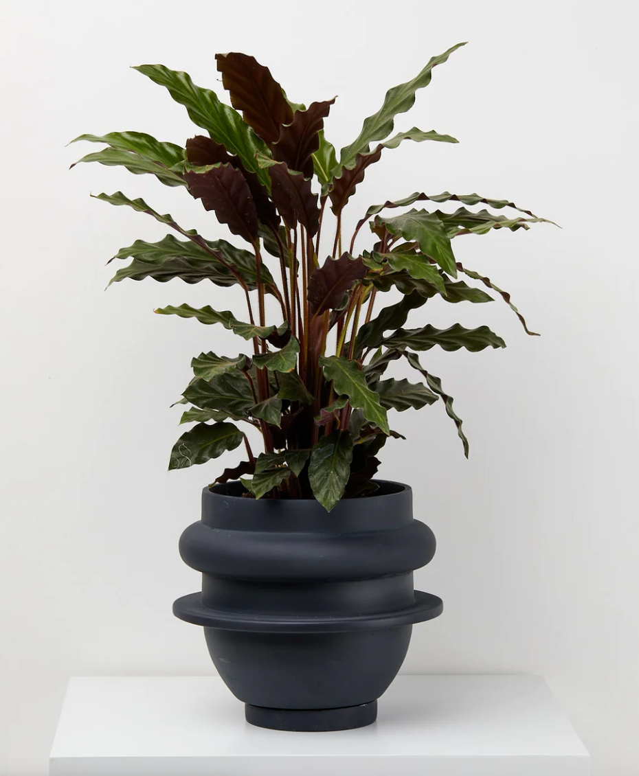 Bud Planter by Capra Designs