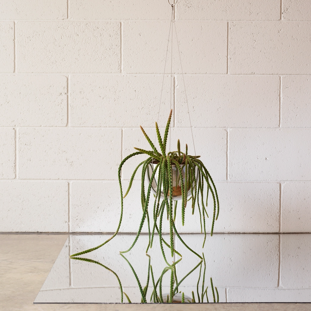 Clifton Hanging Planter by Aaron Probyn