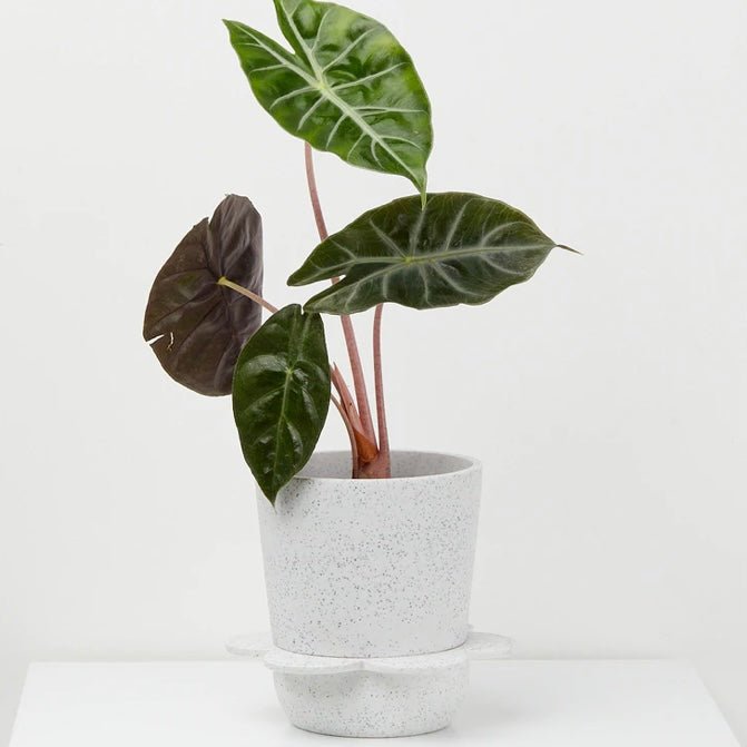 Spring Pot by Capra Design