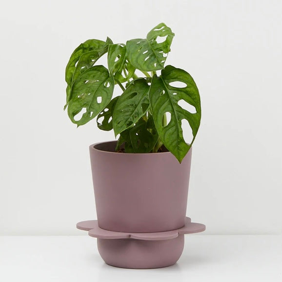 Spring Pot by Capra Design