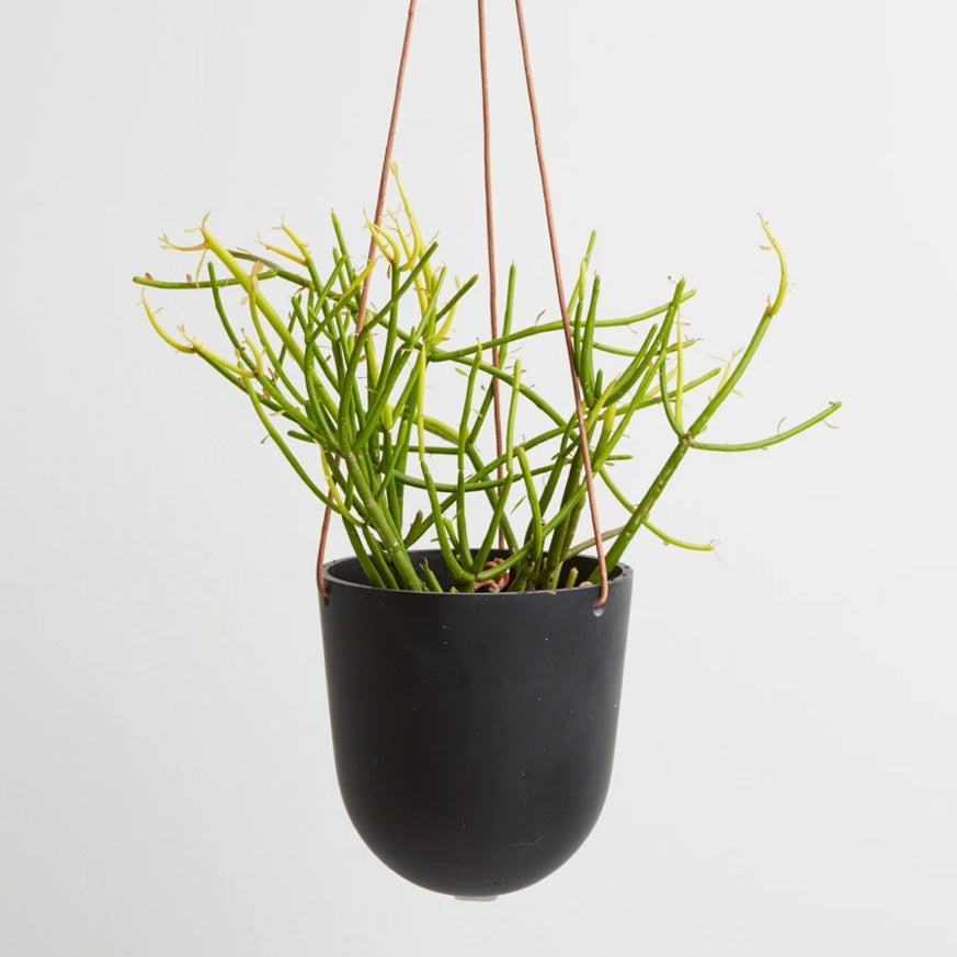 Hanging Planter by Capra Designs