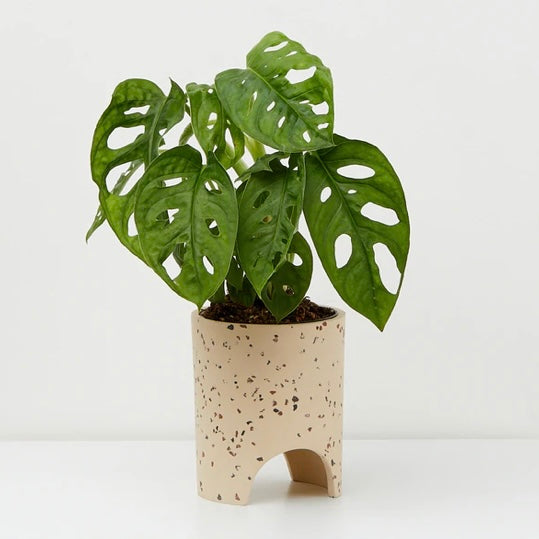Small Archie Planter By Capra Design