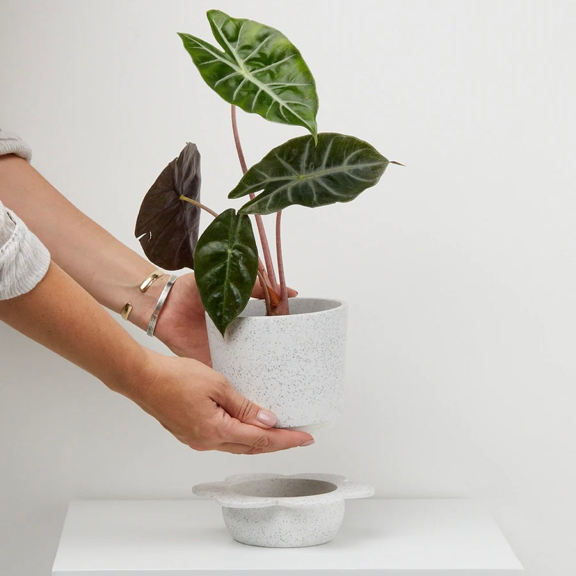 Spring Pot by Capra Design
